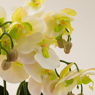 Homez yellow moth orchid in ceramic pot 41*41*42cm