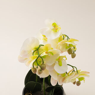 Homez yellow moth orchid in ceramic pot 41*41*42cm