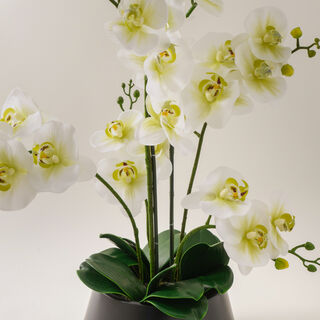 Homez white orchid in ceramic pot 53*53*58cm