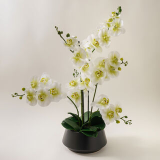 Homez white orchid in ceramic pot 53*53*58cm