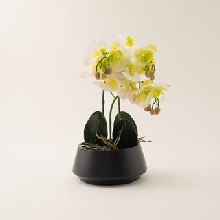 Homez yellow moth orchid in ceramic pot 41*41*42cm
